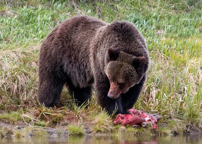 bear eating elk carcass