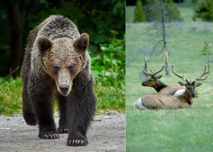 bear stalking 2 deer