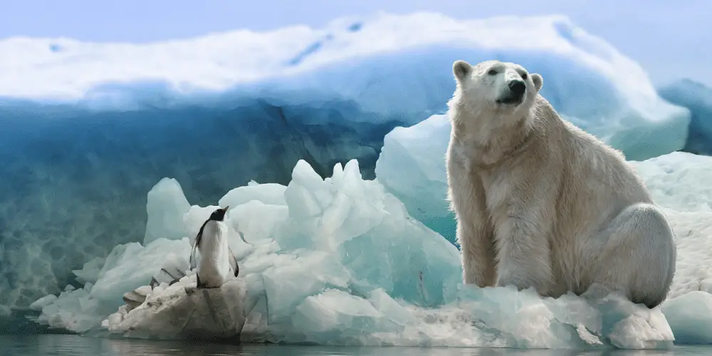 do polar bears ea penguins featured image