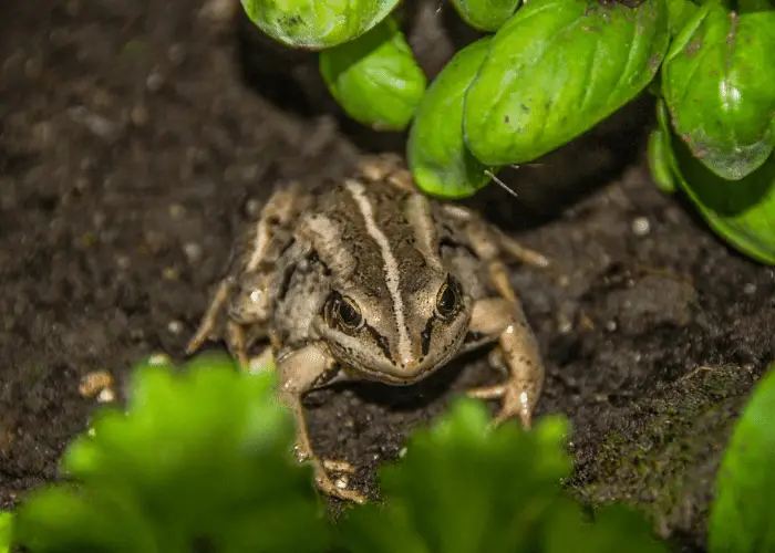 frog in the garden
