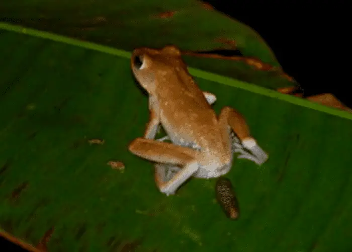 frog poop on a leaf