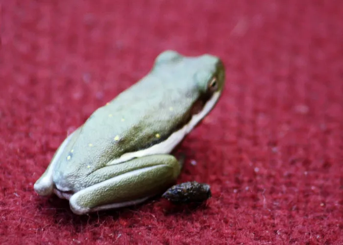 frog poop on red background