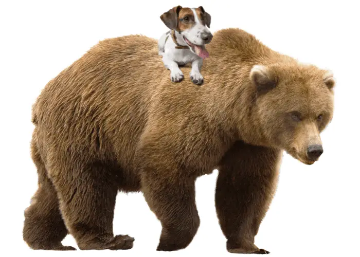 jack russell on top of a bear