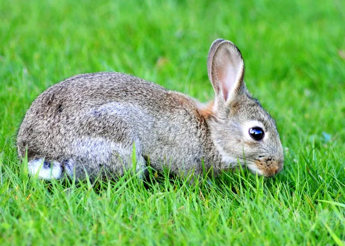 lagomorph animal