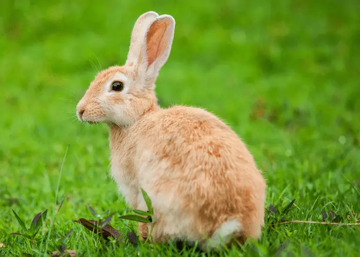 orange rabbit on the lawn