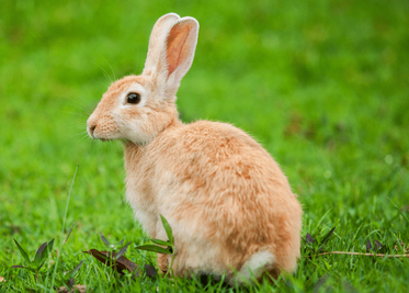 Are Rabbits Rodents? A Guide to This Common Misconception