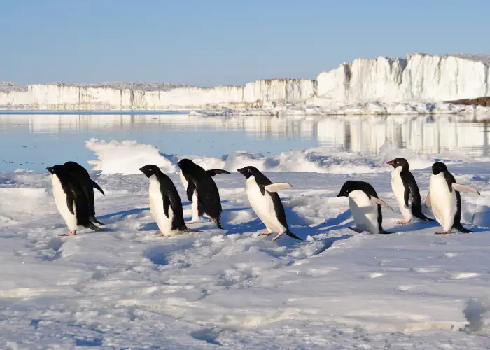 penguins in the snow