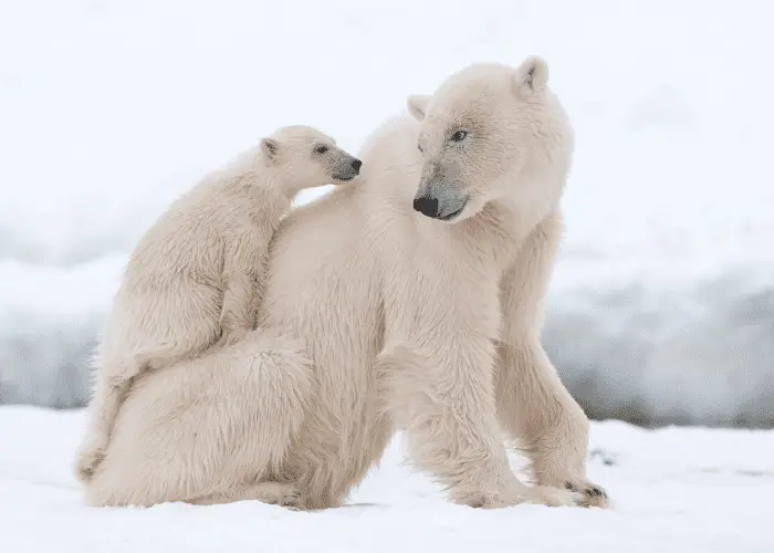 polar bear and cub in the snow