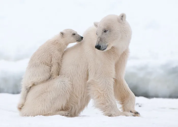 polar bear and cub in the snow