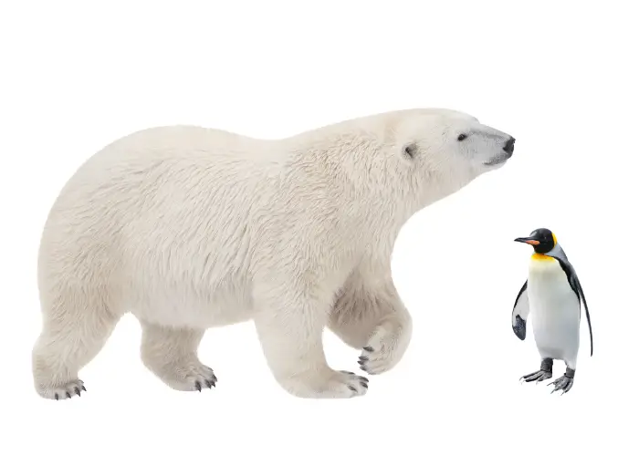 polar bear and penguin image on white background