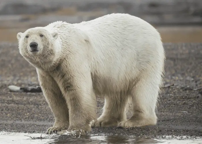 polar bear close up image