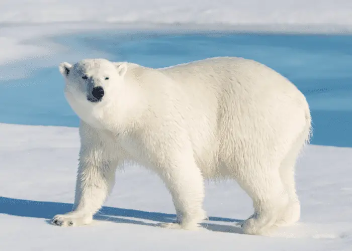 polar bear hunting 