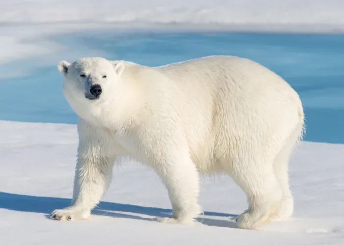 polar bear hunting 