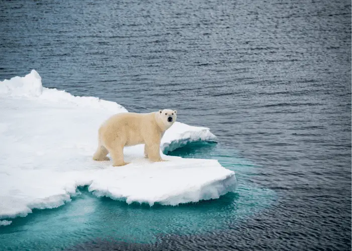 polar bear on iced water