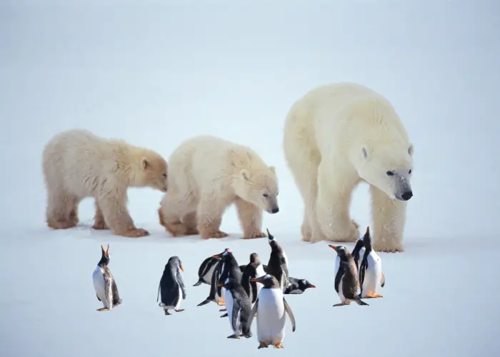 polar bears and penguins in the snow