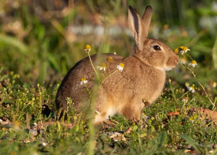 rabbit in a farm