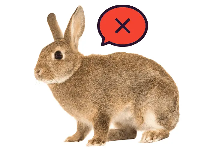 rabbit is not a rodent image