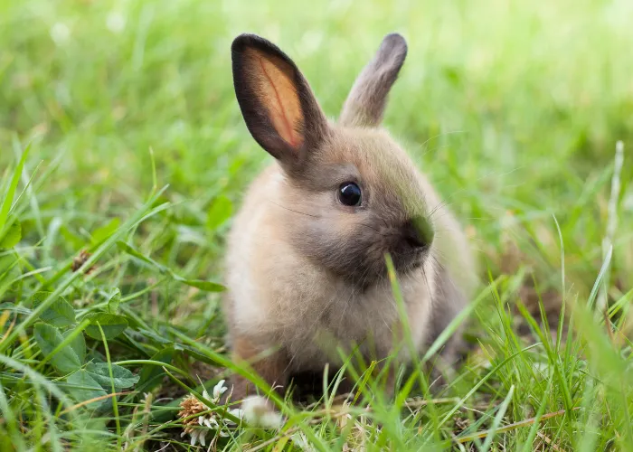 rabbit on the grass