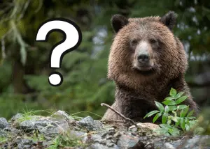 Are Bears Related to Dogs? | Animal Pickings