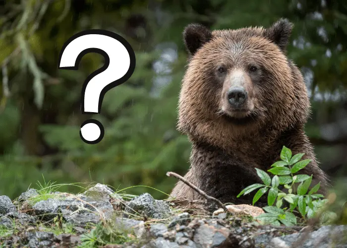 what are bears related to image