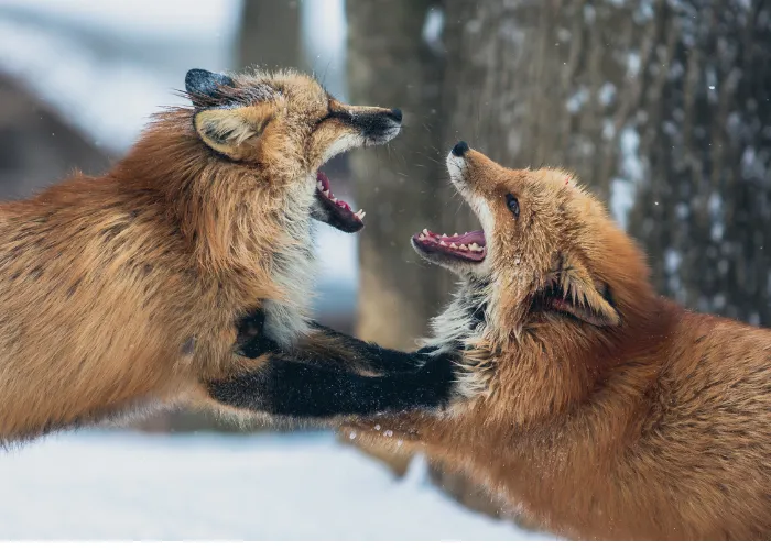 2 foxes playing