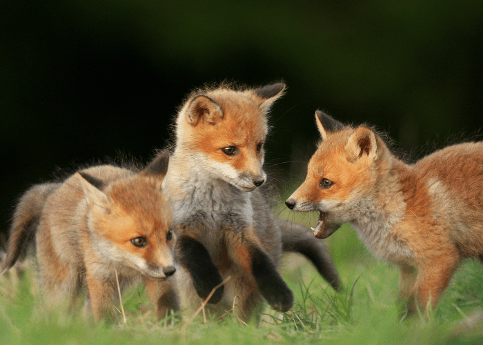 3 foxes playing