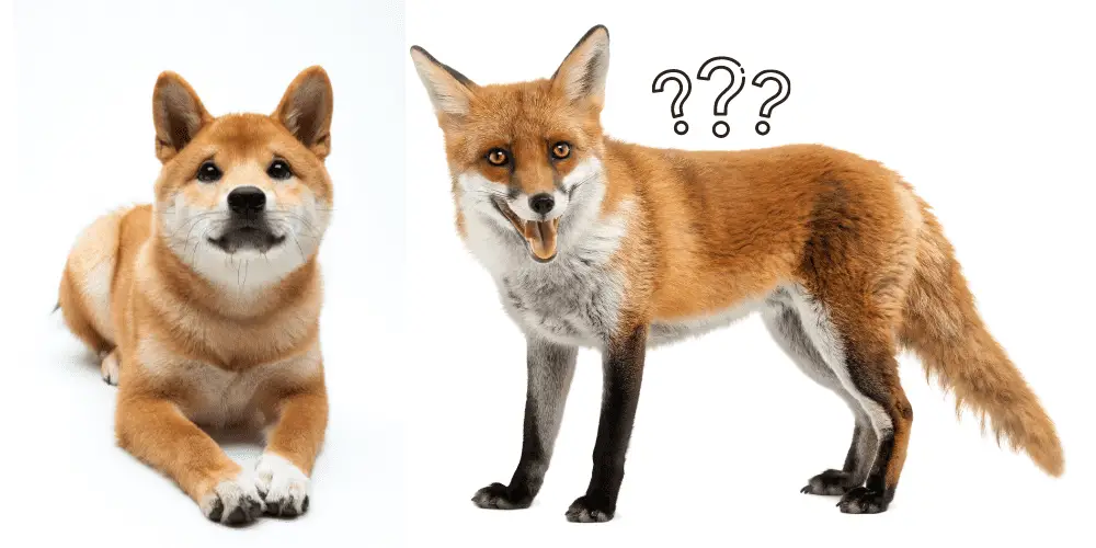 Is fox a dog image