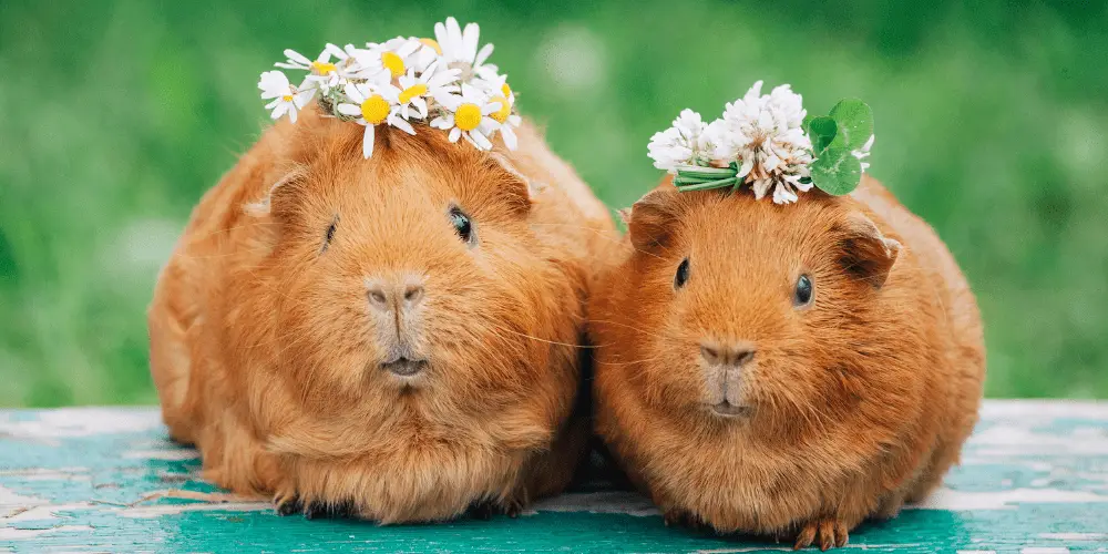 Reasons Why Guinea Pigs Are Cute image