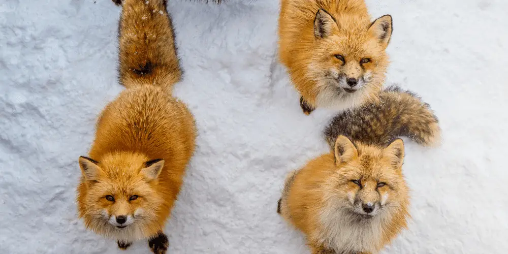 What Do You Call A Group Of Foxes Animal Pickings