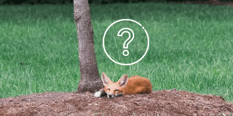 Can Foxes Climb Trees? | Animal Pickings