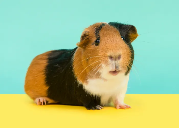 cute guinea pig 