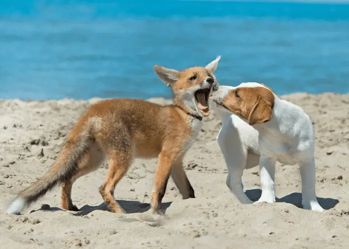 fox and dog on the beach