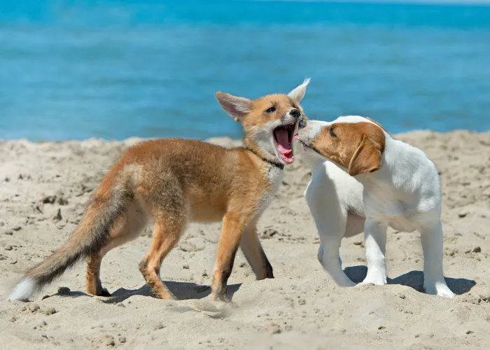 are fox related to dogs