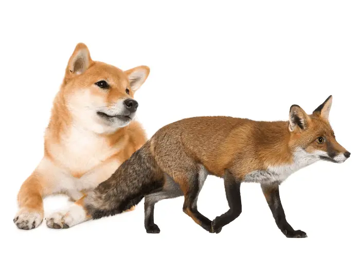 fox and dog photo on white background