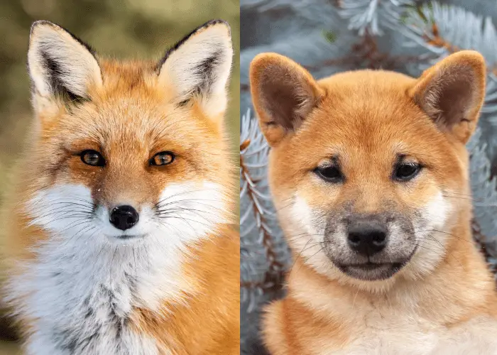 fox and dog side by side photo