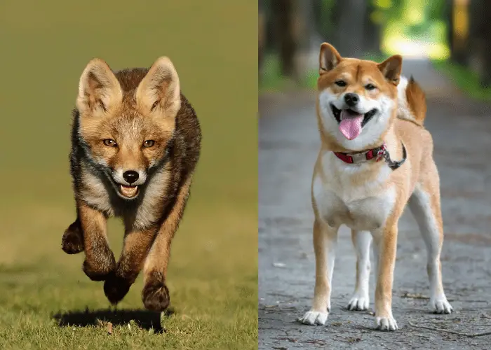 fox and shiba inu photo