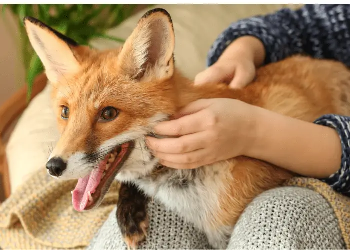 fox being tickled by owner