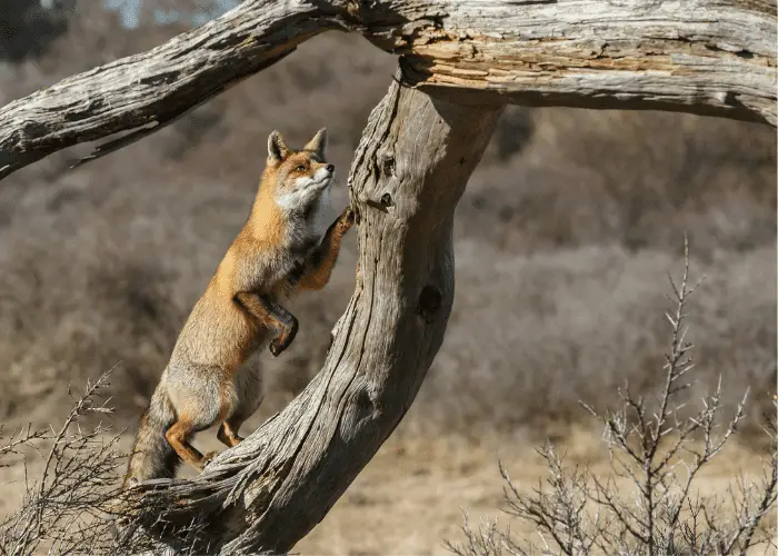 fox climbing a dead tree