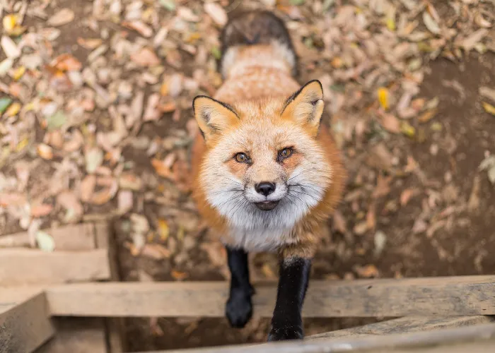 fox looking at a tree