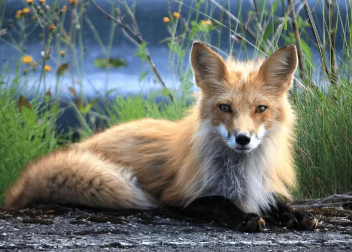 fox sitting in nature