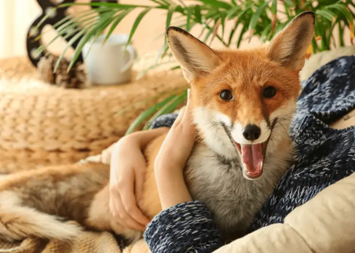 fox sitting on the lap of its owner