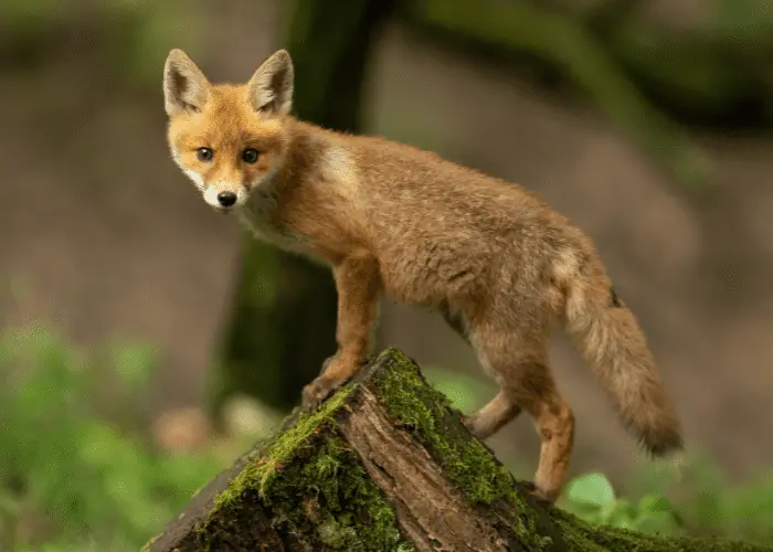 fox standing on a tree stump