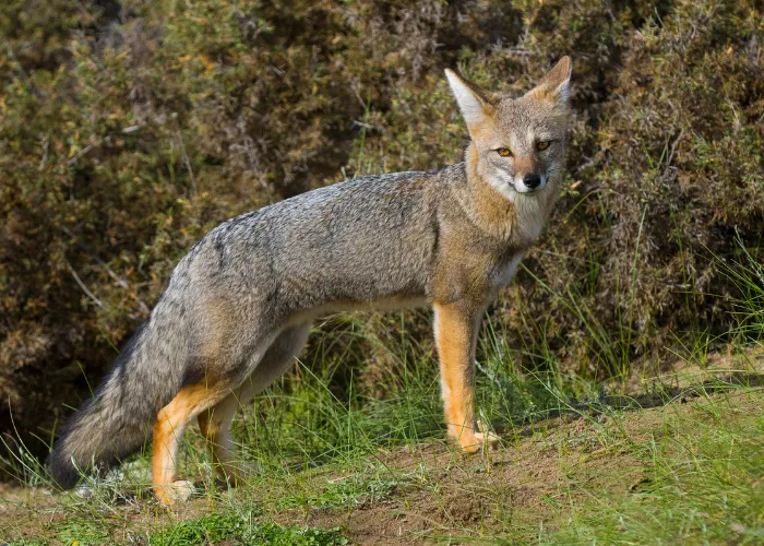 grey fox on the hill