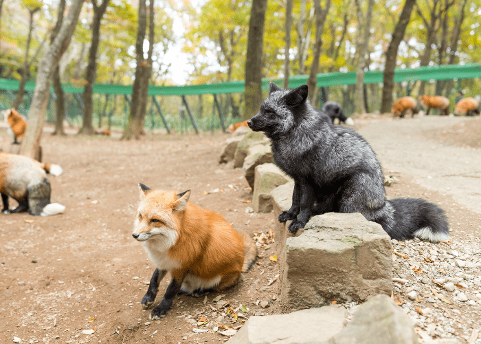 group of foxes in a zoo