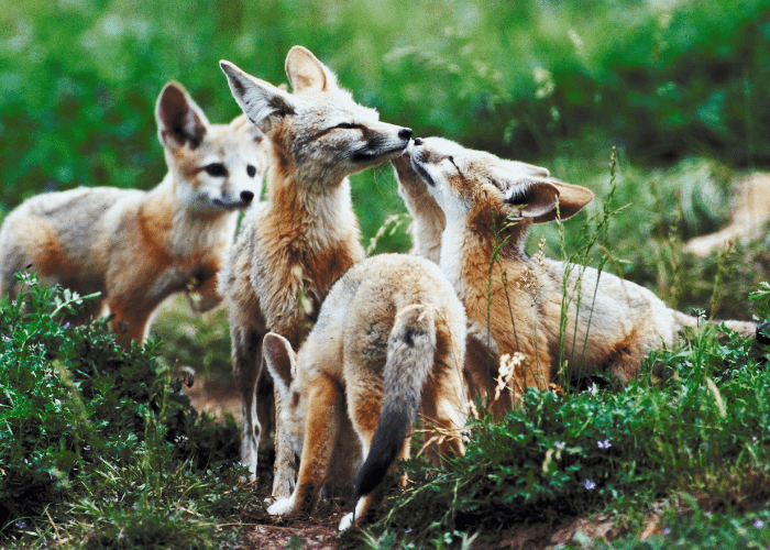 group of foxes in the woods