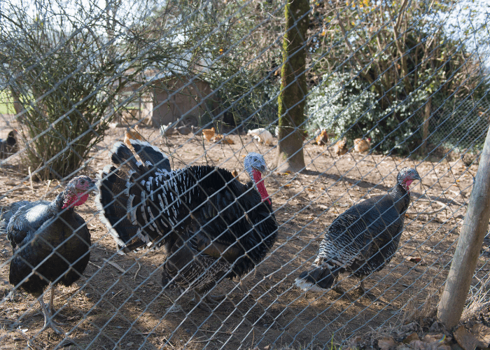 group of turkeys inside a fence