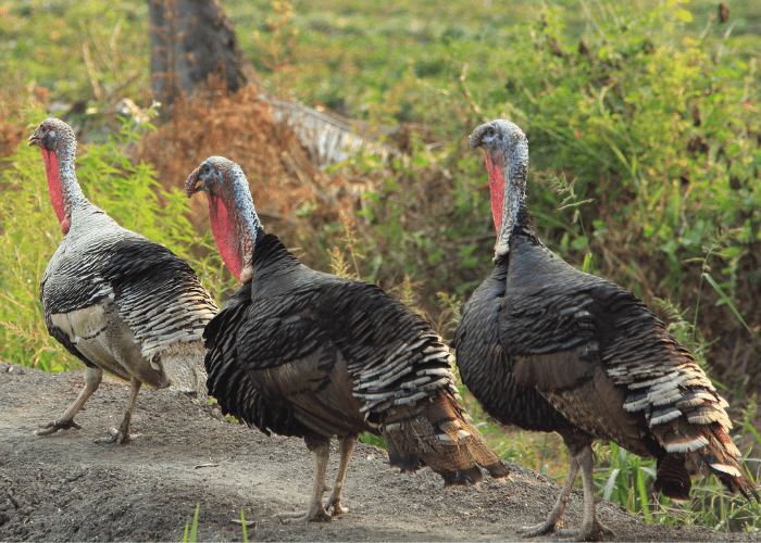group of turkeys on a farm