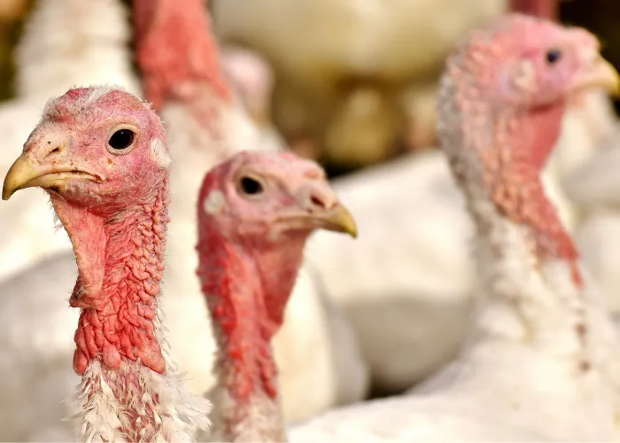 group of white turkeys