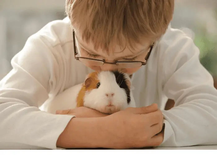 guinea pig being kissed by a kid