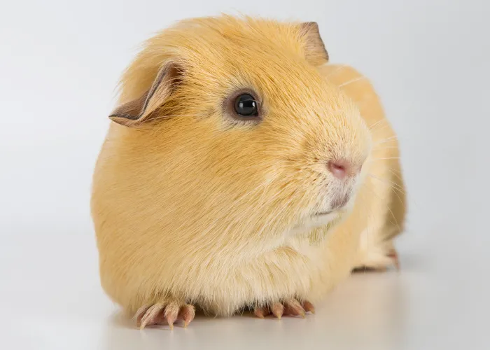 guinea pig close up photo